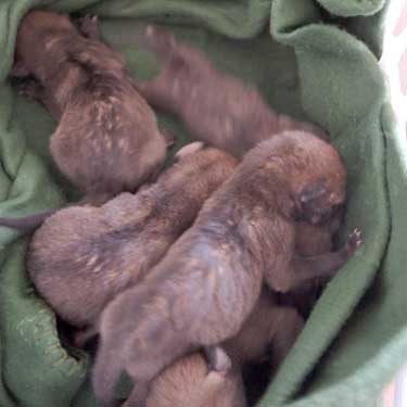 5 coyote babies